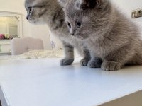 British shorthair kedimiz