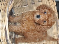 Poodle Yavrularımız Mevcuttur