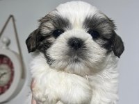 Safkan Shih-tzu Yavruları