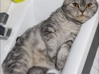 British shorthair tabby