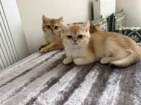 Mükemmel British Shorthair Golden Yavrular