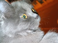 British longhair