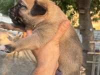Baba cane corso anne presa canario yavrular 9 adet