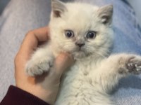 Veteriner hekim kontrollü british shorthair