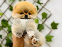 Federasyon Kayıtlı Orjinal Pomeranian Boo