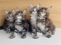 Değerini bilene XXL MAINE COON bebeklerim 