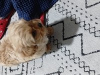 Bazı sebeplerden dolayı vereceğim maltipoo