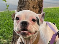 Dişi french bulldog yeni yuva arıyor