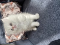Kedilerimiz yeni yuvalarına gitmeye hazır