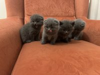 Scottish fold yavrular
