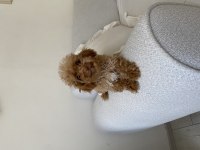 Toy poodle dişi yavru