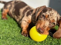 Çikolata ve çikolata Merle dachshund yavrular