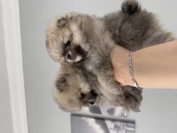 Pomeranian boo