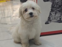 3 aylık erkek maltipoo yavrumuz yeni yuvasına gitmeye hazır