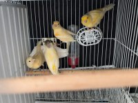 Kaliteli Alman Tepeli Kanarya Yavrular