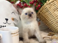 Çikolata Point British Shorthair