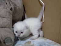 3 haftalık oyuncu scottish fold bebekler