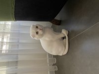 Scottish fold yavrumuza yuva ücretsiz sahiplendirme