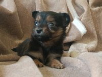 Kısa tüylü minyatür pinscher bebekler