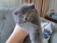 Teslime hazır güzel kediler sizi bekliyor