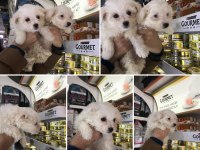 Beyaz Seçkin Malta Terrier Yavrular Adana