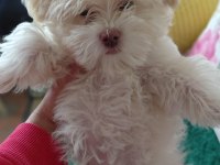 Maltese terrier erkek