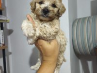 Maltipoo Bebekler