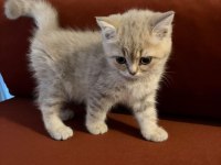 British Shorthair Yavrumuz Şecereli Baba