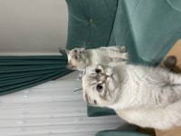 Scottish fold kızımıza iyi bakacak yuva arıyoruz