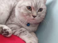 British Shorthair - 19 Mayıs doğumlu erkek