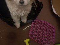 Çok oyuncu sevgi pıtırcığı maltipoo