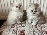 British longhair bebişler