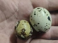 Kuluckalik jumbo bıldırcın yumurtası