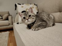 19 Mart doğumlu British shorthair