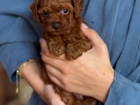 Orjinal Teacup Kore Dark Brown Poodle Yavrular
