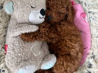 YUVA ARAYAN BEBEK POODLE 