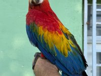 Teslime hazır scarlet macaw yavrumuz
