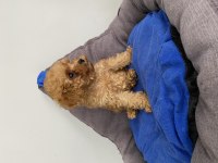 Teacup Toy Poodle Yavrumuz Yeni Ailesini Arıyor
