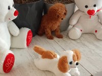 Kore ayarı dişi minyatür poodle