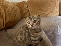 Babasının scottish fold oğlunu sahiplendiriyoruz