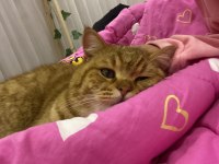 KEDİMİZ TARÇIN ONU SEVECEK AİLESİNİ ARIYOR
