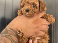 Kore poodle bebekler hazır