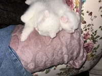 KEDİLERİMİZİ ÜCRETSİZ SAHİPLENDİRECEĞİZ