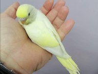Muhabbet kuşu erkek
