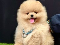 Safkan Pomeranian Boo Yavrularımız