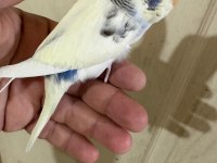 33 GÜNLÜK DİŞİ BEBEK MUHABBET KUŞU