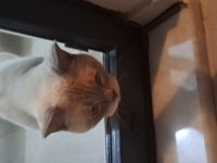 Blue point british shorthair