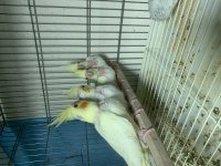 El besleme sultan papağanı bebekler