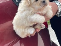 Pekinez bebekler sabırsızlıkla yeni ailelerini bekliyor