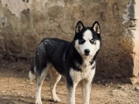 14 Aylık Erkek Ve 12 Aylık Dişi Husky
